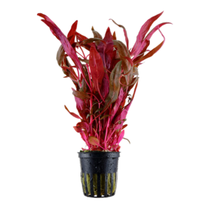 Alternanthera reineckii ‘mini’ pot plant